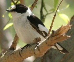 Collared Flycatcher